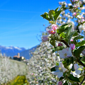 Adoptieren Sie einen Apfelbaum