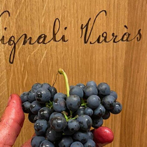 Die Entdeckung des handwerklichen Bergweins