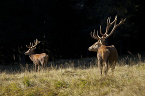 Area Faunistica Paneveggio
