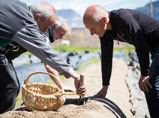 Asparagi, dalla terra alla tavola