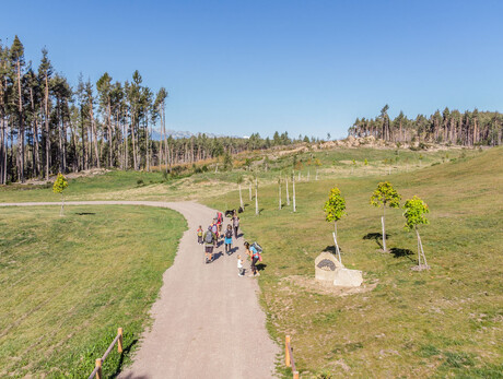 Bedolpian 2 Run - La Staffetta Del Bosco.