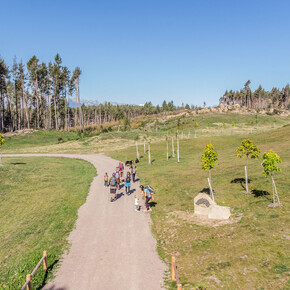 Bedolpian 2 Run - The Woodland Relay