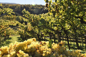 Casa Caveau Vino Santo