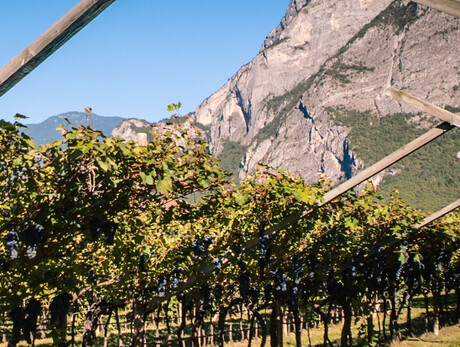 Abendessen im Weinberg - Kellerei De Vigili