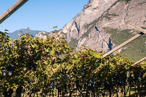 Abendessen im Weinberg - Kellerei De Vigili