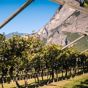 Abendessen im Weinberg - Kellerei De Vigili