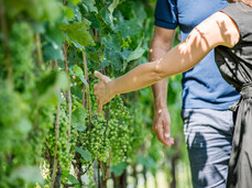 Comai Wine Experience - Wenberg, Weinkeller und Verkostung