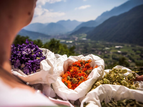 Between foraging and survivalism: herbs to eat