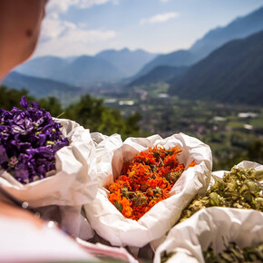 Between foraging and survivalism: herbs to eat