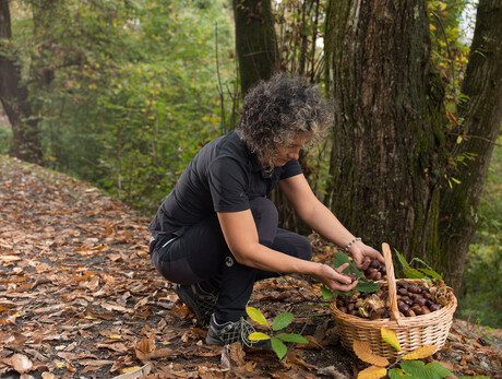 Die Maronen des Chiese-Tals