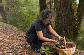 Die Maronen des Chiese-Tals