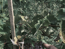 In bici tra fiori e sapori - Val Rendena
