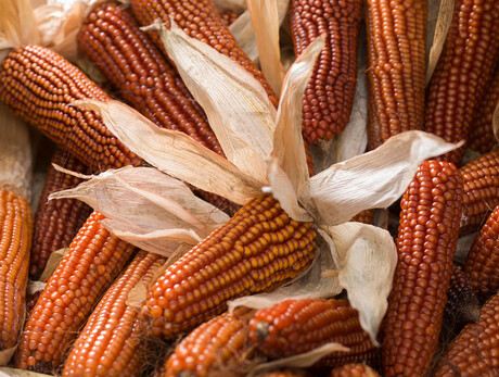 Das gelbe Gold von Storo