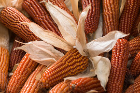 Das gelbe Gold von Storo