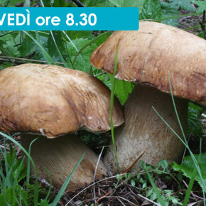 LA FORESTA VISTA DAL FUNGO  - ESCURSIONE MICOLOGICA