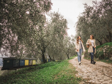 The tradition of olive oil