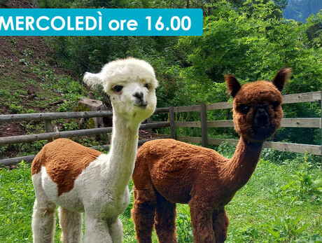 LAMA E ALPACA AMICI DEI BAMBINI!