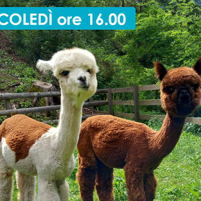 LAMA E ALPACA AMICI DEI BAMBINI!