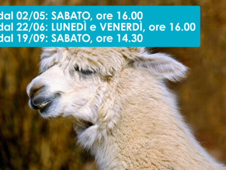 PASSEGGIATA CON I LAMA E ALPACA