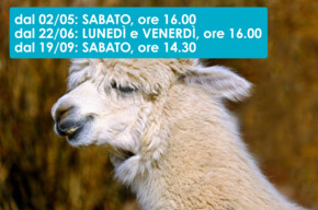 PASSEGGIATA CON I LAMA E ALPACA