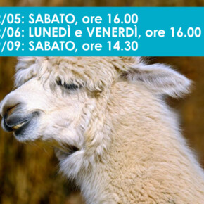 PASSEGGIATA CON I LAMA E ALPACA