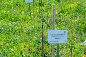 PIANTINA E DEDICA AL BOSCO DELLE RADICI