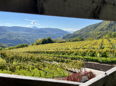 SOTTO LA VIGNA: 3 VINI PER 3 FRATELLI