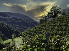 SOTTO LA VIGNA: 3 VINI PER 3 FRATELLI