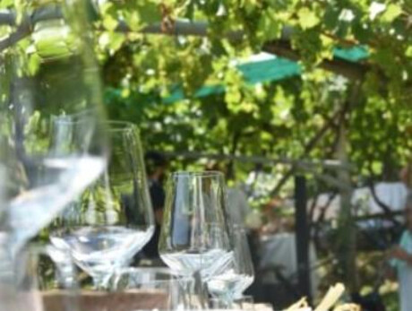 Tenuta Gottardi - Degustazione Trentodoc in vigna