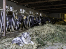 Tra animali e sapori all’Azienda Agricola La Cugna