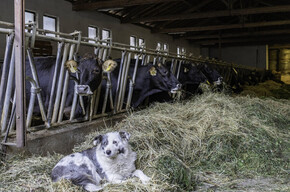 Tra animali e sapori all’Azienda Agricola La Cugna