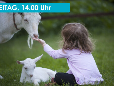 AN AFTERNOON WITH THE GOATS