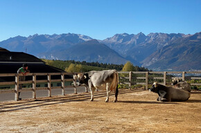 Guided tour of the Sicherhof Farm