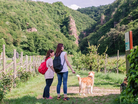 Wine Trekking - Weingut Endrizzi
