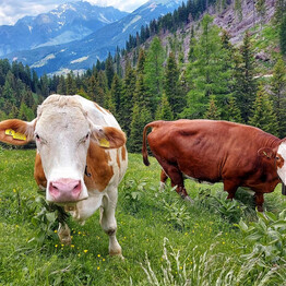 Slurp! Formaggio di malga