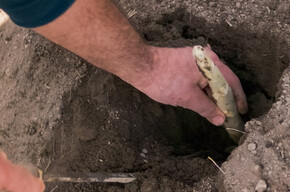 The image shows a person harvesting a white asparagus from the soil using a knife. The left hand gently lifts the asparagus from a hole, while the right hand uses the tool to cut it. The soil appears soft and loose, typical of white asparagus cultivation. The scene is close-up, highlighting the harvesting gesture.
