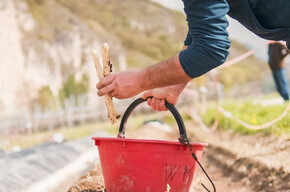 The image shows a person harvesting white asparagus in a field, placing them into a red bucket. The soil is mounded, a technique typical for this cultivation. In the background, other people are working, with a mountainous landscape. The scene is bright, suggesting a springtime atmosphere.