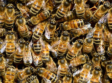 Dal legno... un'arnia di miele