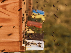 Dal legno... un'arnia di miele