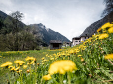 MASTERCLASS DI TARASSACO: DAL PRATO AL PIATTO