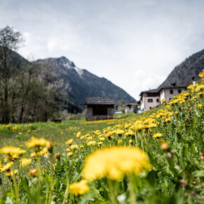 DANDELION MASTERCLASS: TASTE THE FIELDS