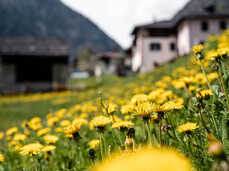 Zicoria FestiVal di Sole