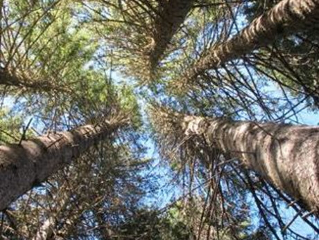 Atmung und Kontakt mit der Natur