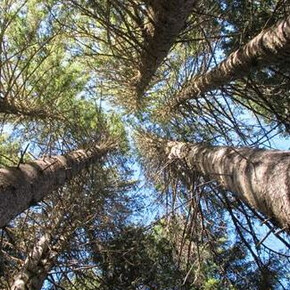 Atmung und Kontakt mit der Natur