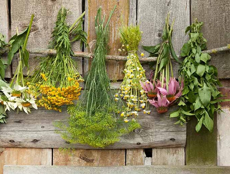 Vivi Tesino: Riscoprire il benessere con la natura e i suoi doni