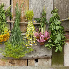 Vivi Tesino: Riscoprire il benessere con la natura e i suoi doni