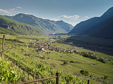  Einheimische Weinreben entdecken 