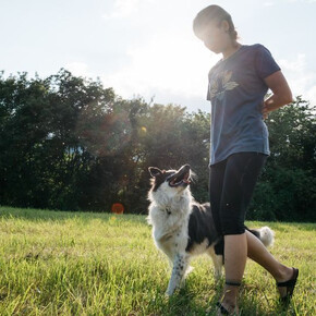  Dog trekking in nature 