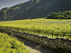  Wanderung durch die Weinberge von La Cadalora 