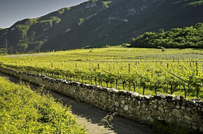  Wanderung durch die Weinberge von La Cadalora 